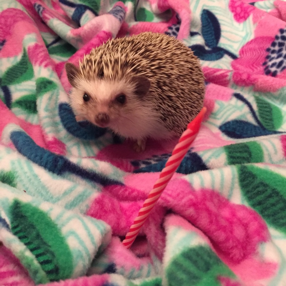 Meet your Posher, Kati